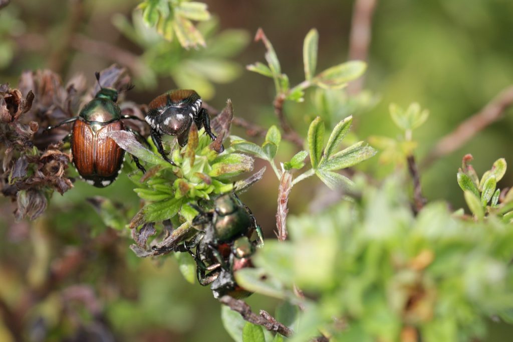 Japanese beetle: insect pests | Rice Lake Blog - Visit Rice Lake