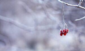 Bright red winter berries