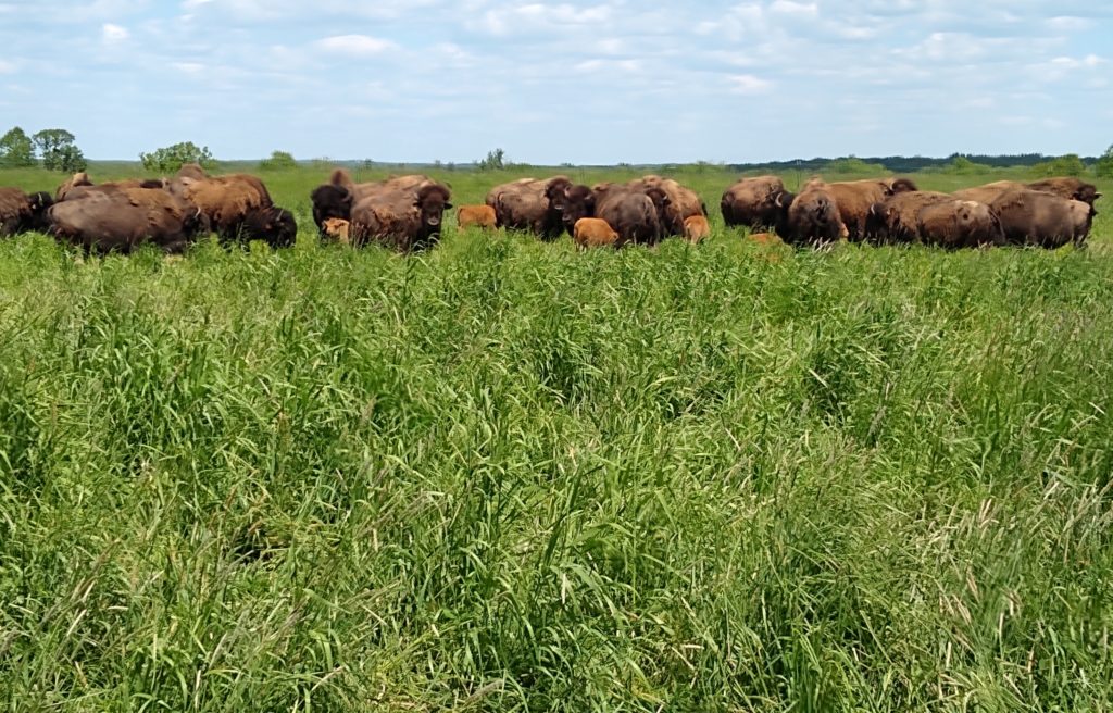 A herd of buffalo and newborn calves grazing at a local ranch near Rice Lake