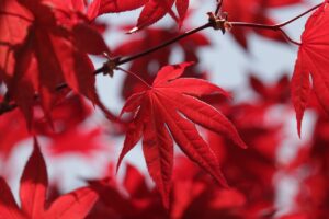 Leaves of Red Maple tree (Acer Rubrum)