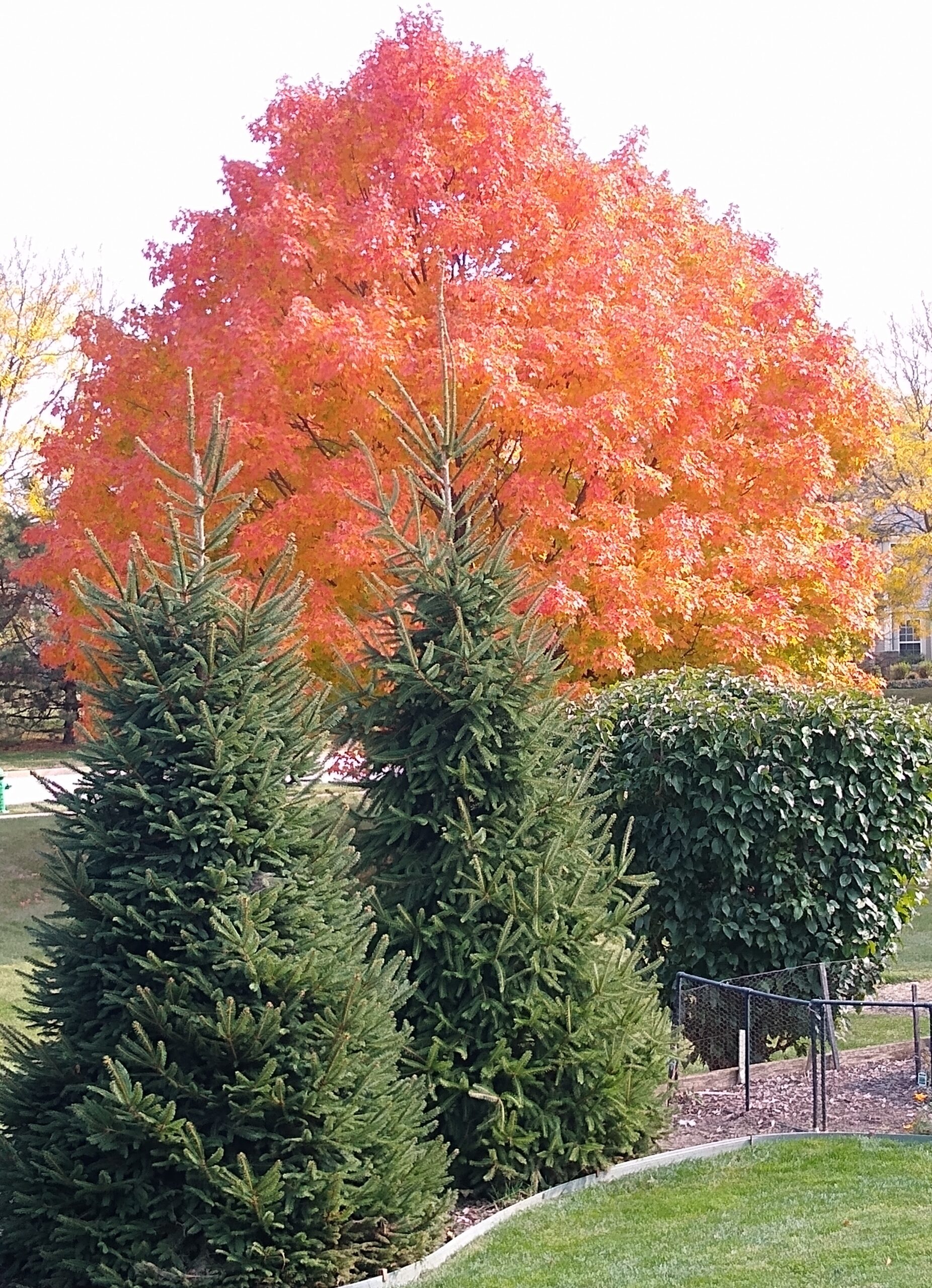 Maple Trees & Maple Syrup - Get North Blog | Visit Rice Lake