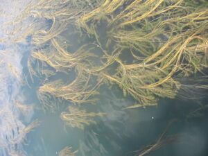 Eurasian watermilfoil