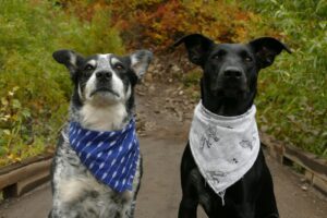 two dogs in blue and white neck scarves pets